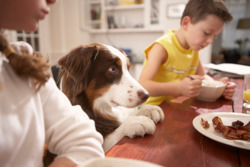 Niños (6 a 8) en la cocina en la mesa con perro photo