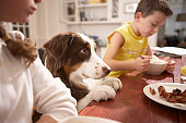 istock Children (6-8) in kitchen at table with dog 200455370-001