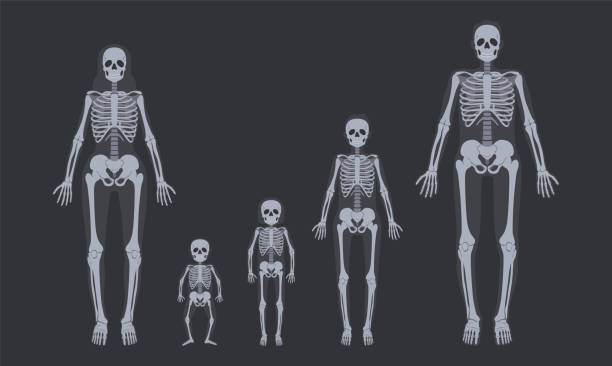 430+ Baby Skeleton Stock Illustrations, Royalty-Free Vector