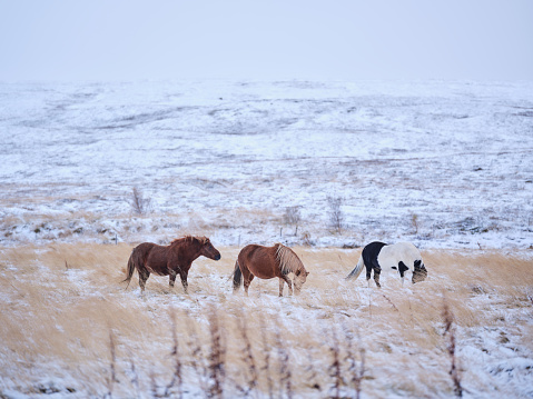 Group of Icelandic horses during winter day in nature. Photographed in medium format. Copy space.