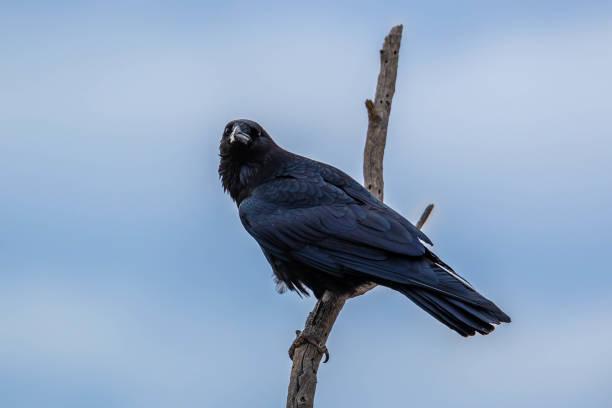 istock A Common Raven in Tucson, Arizona 2004585136
