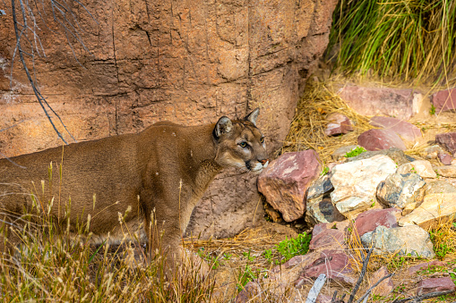 A female Mountain Lion and her cub watch from a rock outcropping in a snow covered landscape in Montana.