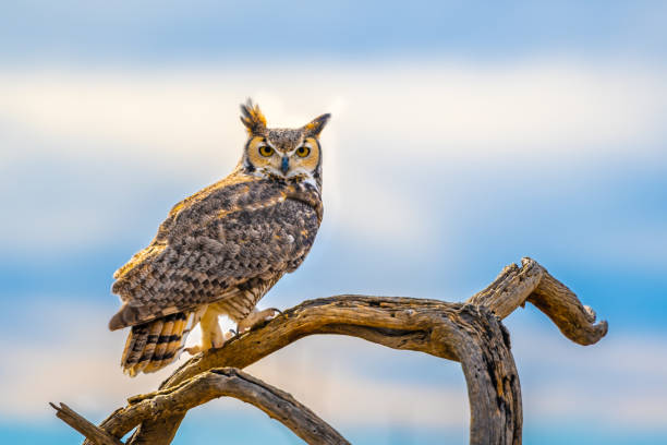 istock A Great Horned Owl in Tucson, Arizona 2004586250