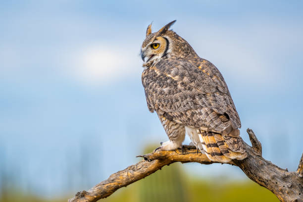 istock A Great Horned Owl in Tucson, Arizona 2004586253