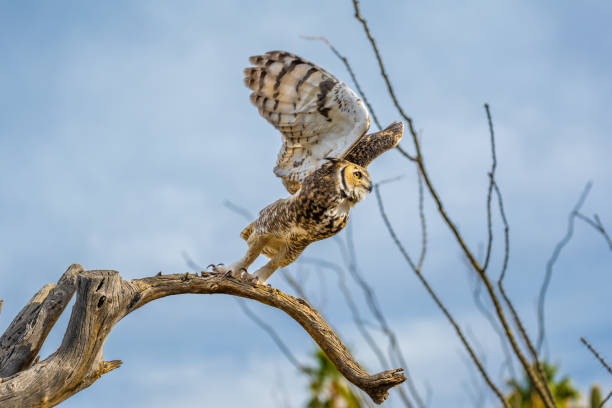 istock A Great Horned Owl in Tucson, Arizona 2004586786