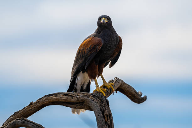 istock A dark brown Harris Hawk in Tucson, Arizona 2004587354