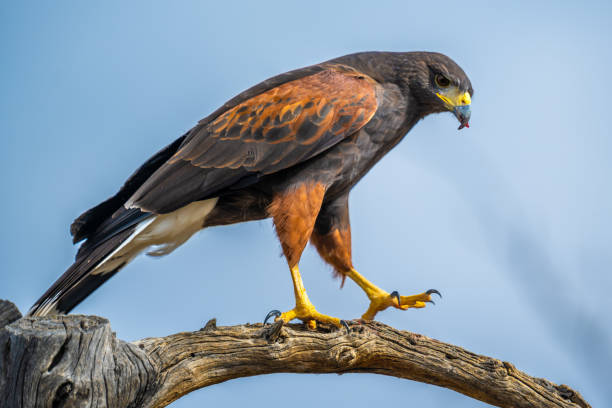 istock A dark brown Harris Hawk in Tucson, Arizona 2004587930