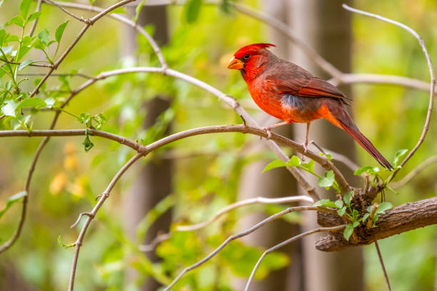 istock A Northern Cardinal in Tucson, Arizona 2004588006