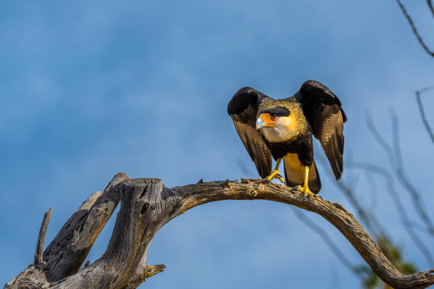 istock A Northern Crested Caracara in Tucson, Arizona 2004588552