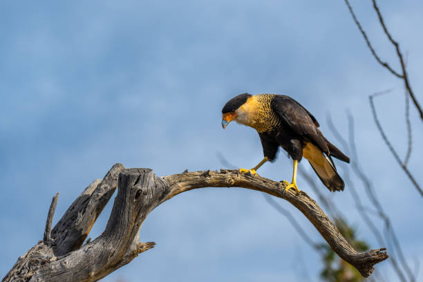 istock A Northern Crested Caracara in Tucson, Arizona 2004588571