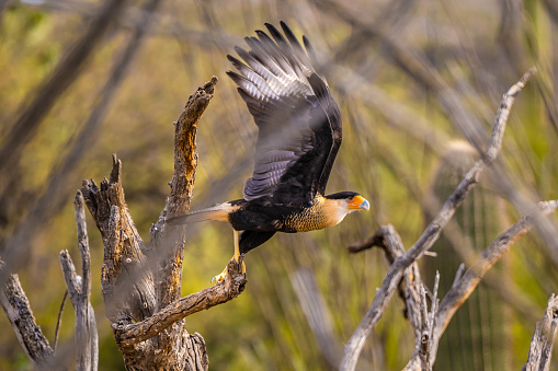 A Mexican Eagle is is relaxing and enjoying the view in Sonora Desert