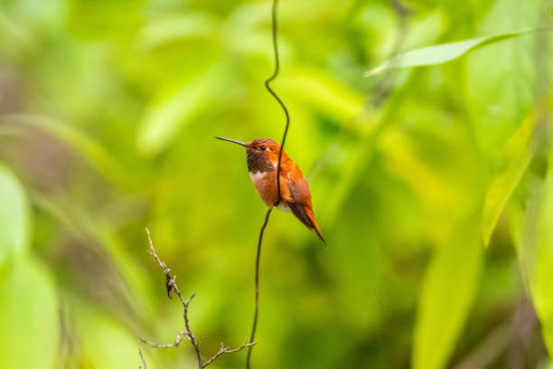 istock A Rufous Hummingbird in Tucson, Arizona 2004589167