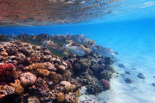 group of Naso unicornis fish coral reef in the Red Sea, Egypt naso unicornis stock pictures, royalty-free photos & images