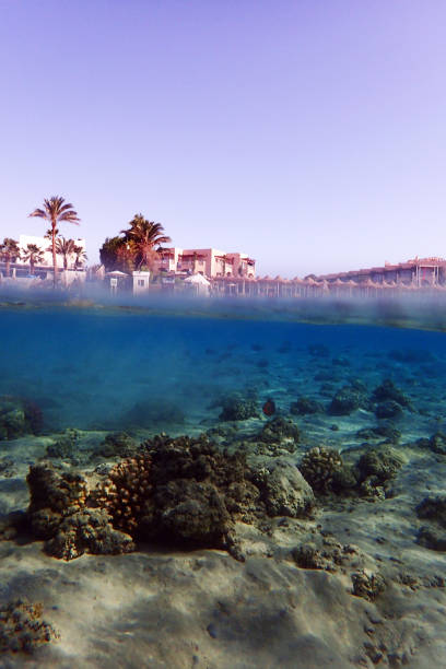 istock coral reef in the Red Sea 2004607274