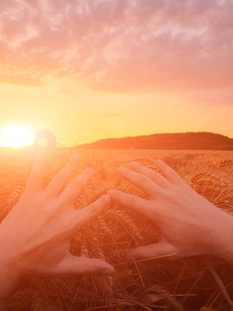 istock Hand touching wheat crops in golden hour, sunset, sunrise time. 2004612581