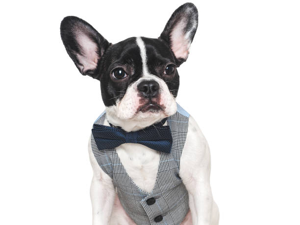 istock Cute puppy and bright bow tie. Close-up, indoors 2004615224