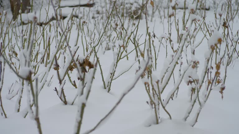 Fall snow on rose branch at winter