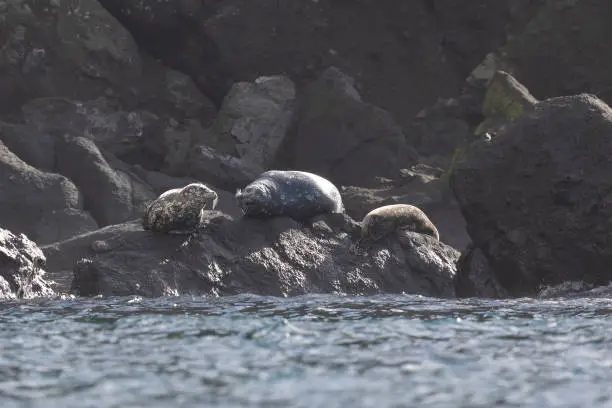 Anthurs or Steinger seals (Phoca vitulina stejnegeri) on Shikotan Island, South Kuriles