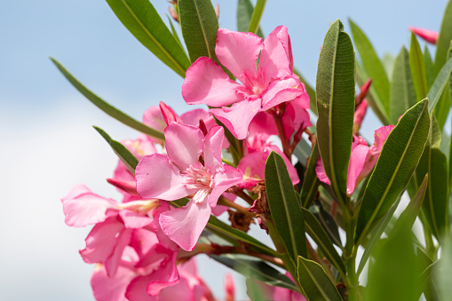 Pink flowers of oleander in summer day close up