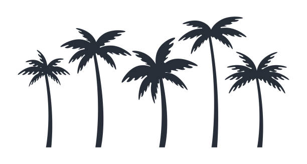 Vector silhouette illustration of tropical palm trees in varying sizes on a plain background Vector silhouette illustration of tropical palm trees in varying sizes on a plain background. palmtree stock illustrations