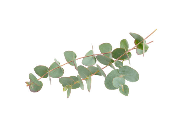 istock Green eucalyptus leaves isolated on a white background. Aromatherapy.Beautiful eucalyptus branches. Bouquet. Place for text, copy space, mockup 2004664702