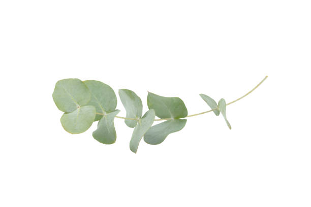 istock Green eucalyptus leaves isolated on a white background. Aromatherapy.Beautiful eucalyptus branches. Bouquet. Place for text, copy space, mockup 2004664707