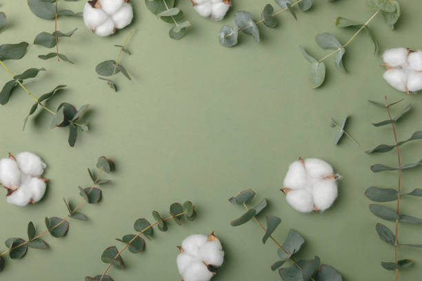 istock Eucalyptus leaves. Aromatherapy. Fresh eucalyptus close-up, on background. Fragrant essential oil. View from above. Copy space. Natural cosmetics and skin care concept. 2004664715
