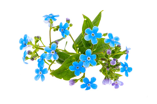 forget-me-not flowers isolated on white background