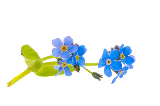 istock forget-me-not flowers isolated 2004668476