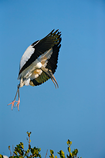 A wood stork in flight isolated against a blue sky