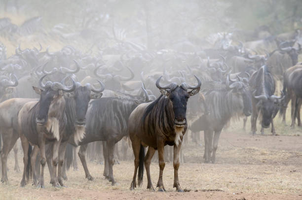 istock Herd of wildebeests standing in a dusty terrain 2004669027