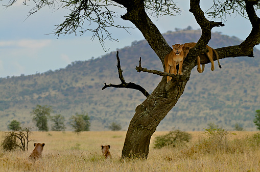 The lions resting on a tree in the savannah. Serengeti, Tanzania