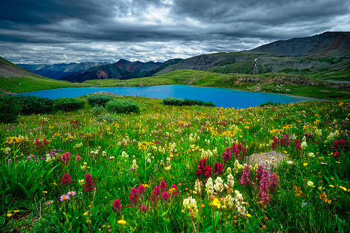 The beautiful view of the San Juan Mountains with colorful flowers in the foreground. Colorado, USA