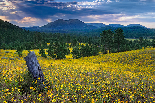 The vibrant wildflowers in a field with majestic mountains in the background. San Francisco Peaks