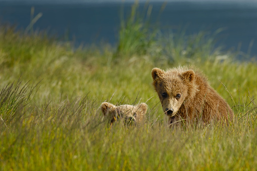 The two grizzly bear cubs in a green grassy field