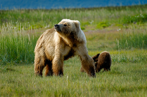 A young bear foraging for food with its mother in a field. The grizzly bear (Ursus arctos) is any North American subspecies of brown bear, including the mainland grizzly (Ursus arctos horribilis found in Yellowstone National Park.