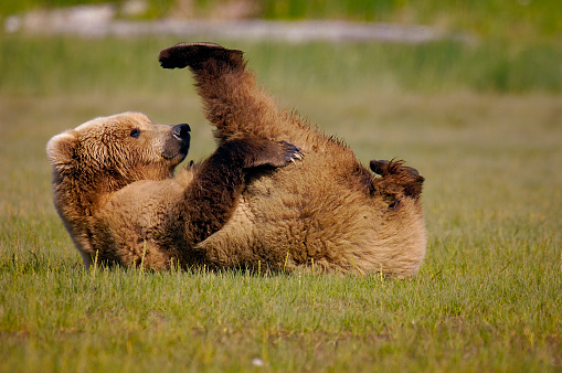A playful brown bear rolling in a green meadow