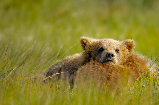 The two grizzly bear cubs relaxing in a green grassy field