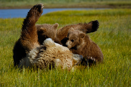 The mother grizzly bear with her cubs playing in a green meadow