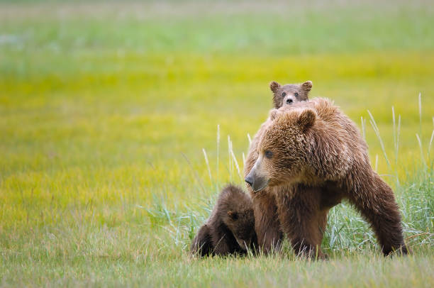 The mother grizzly bear with her cubs in a green meadow