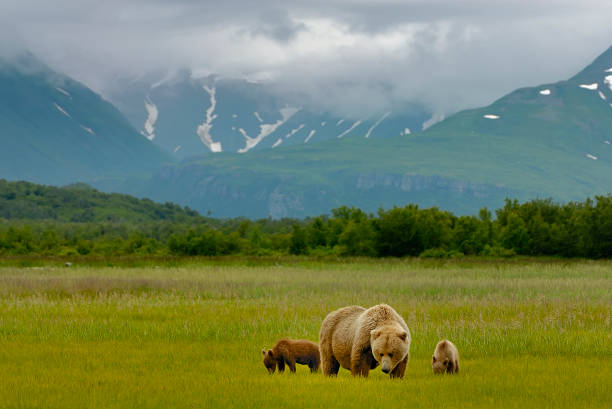 The mother grizzly bear with her cubs in a green meadow