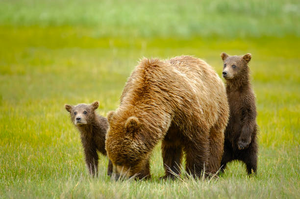 istock Mother grizzly bear with her cubs in a green meadow 2004671753