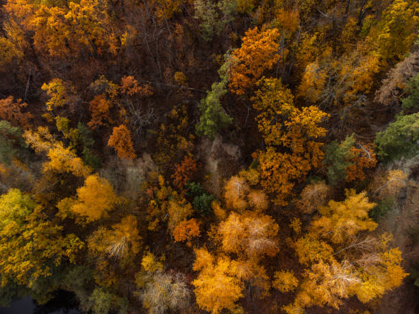 istock Autumn aerial look down on golden forest 2004689455