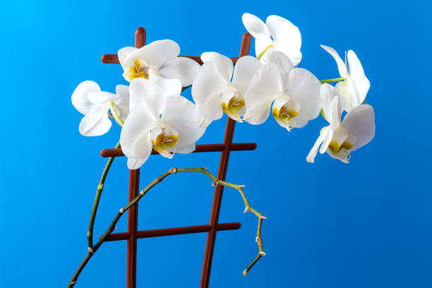 White phalaenopsis orchid flower on blue background. stock photo