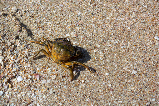 Stock photo showing close-up, elevated view of sand crab scurrying around on compacted wet sand of beach at low tide.