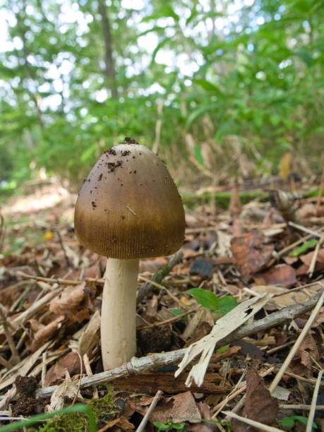 istock Mushrooms growing in the forest 2004711011