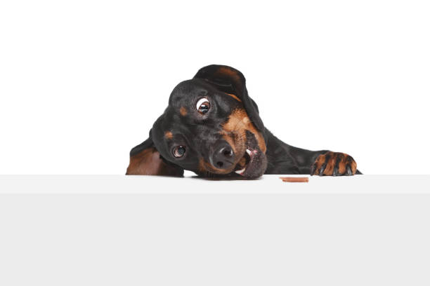 Funny muzzle with wide open eyes. Funny, purebred Dachshund eating snacks isolated over white studio background. Concept of domestic animal, pet care, dog friend, happiness