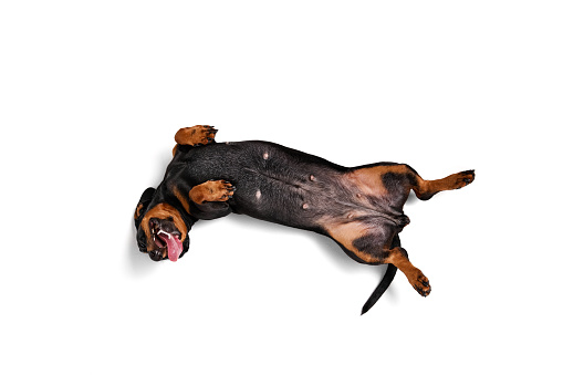 Playful, happy, purebred dog, Dachshund lying on back with paws up, playing enjoying isolated over white studio background. Concept of domestic animal, pet care, dog friend, happiness