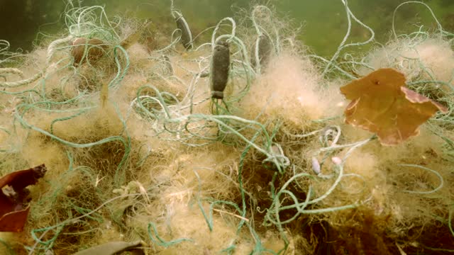 Camera moves along lost fishing net lies on seabed in green algae Ulva on bright sunny day in Black sea, Ghost gear pollution of Seas and Ocean