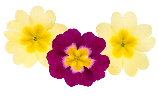 primrose isolated on white background